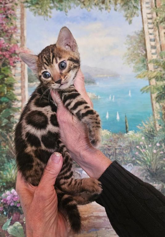 Beautiful Exotic Looking Bengal Kittens photo 9