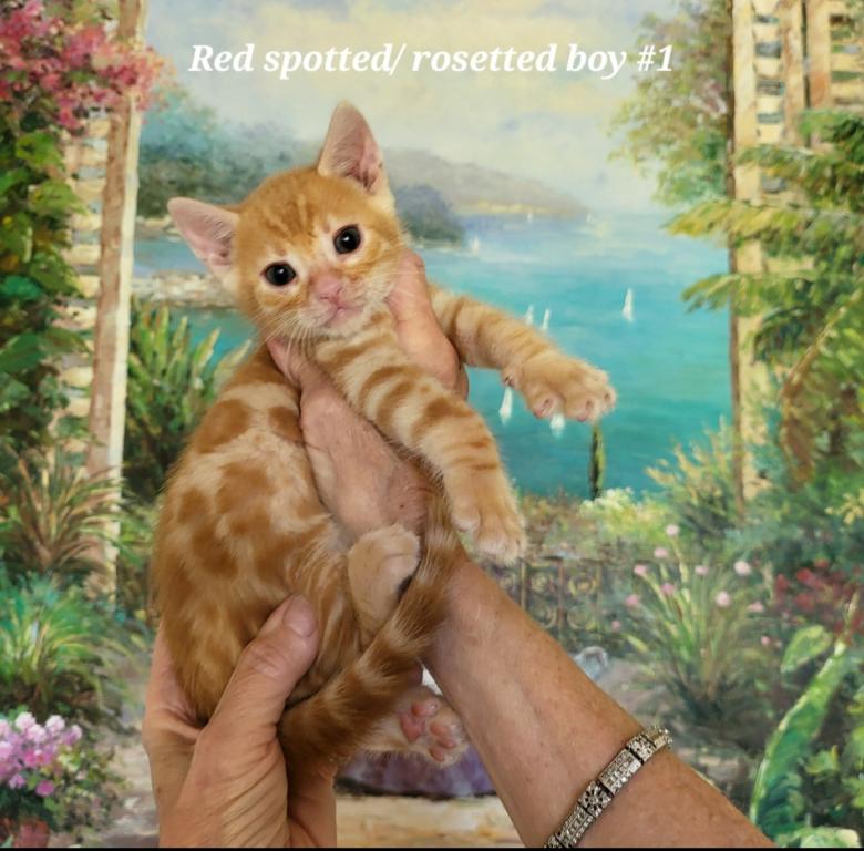 Beautiful Exotic Looking Bengal Kittens photo 7