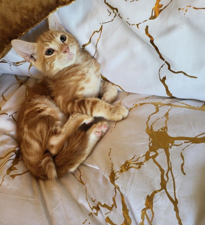 Beautiful Exotic Looking Bengal Kittens photo 6
