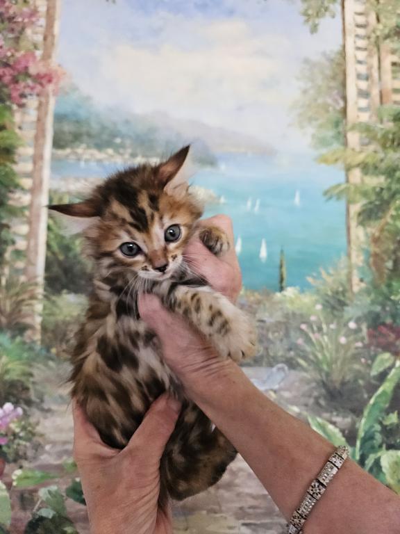 Beautiful Exotic Looking Bengal Kittens photo 5