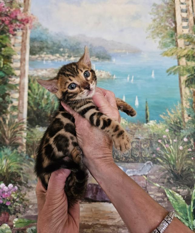 Beautiful Exotic Looking Bengal Kittens photo 3