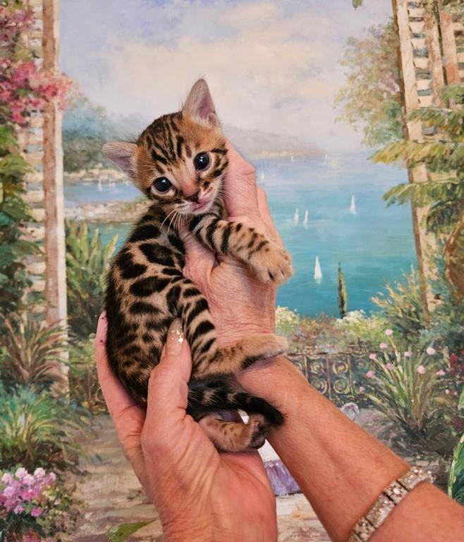 Beautiful Exotic Looking Bengal Kittens photo 4