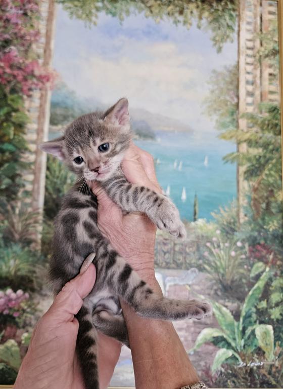 Beautiful Exotic Looking Bengal Kittens photo 2