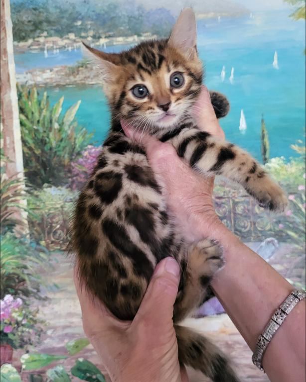 Beautiful Exotic Looking Bengal Kittens photo 1
