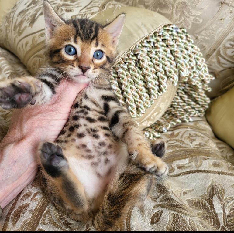 Beautiful Exotic Looking Bengal Kittens photo 8