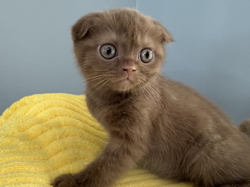 Beau Scottish Fold Cinnamon  Frmale photo 6