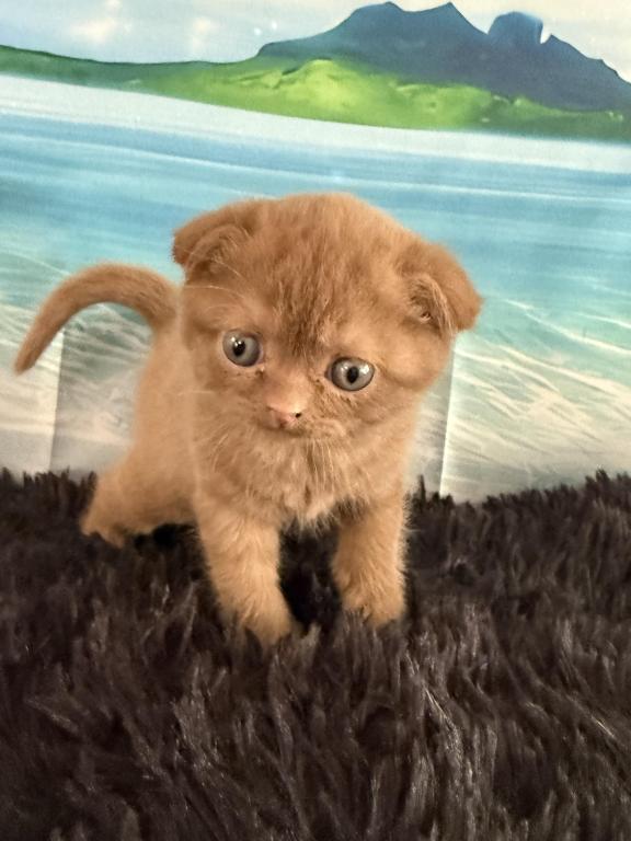 Beau Scottish Fold Cinnamon  Frmale photo 9