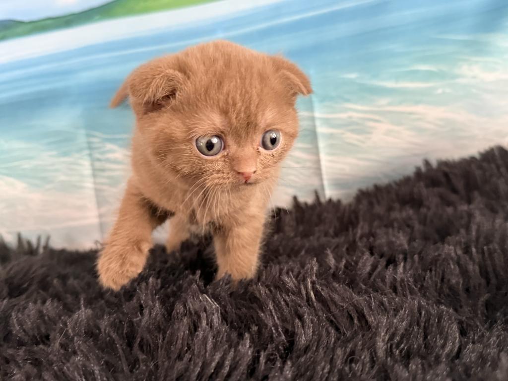 Beau Scottish Fold Cinnamon  Frmale photo 8