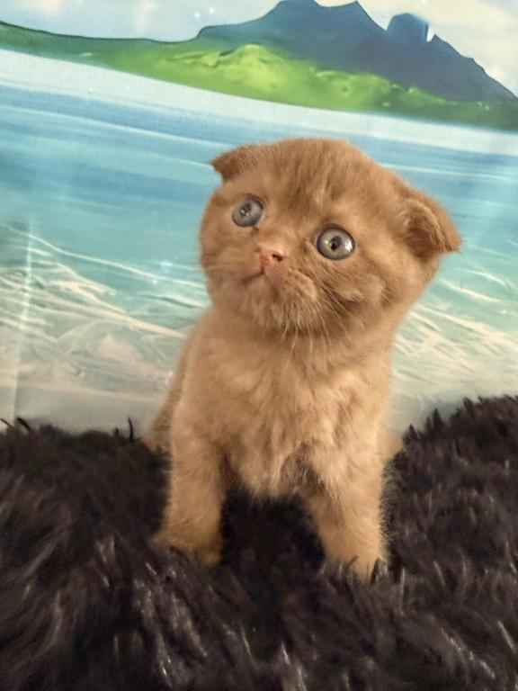 Beau Scottish Fold Cinnamon  Frmale