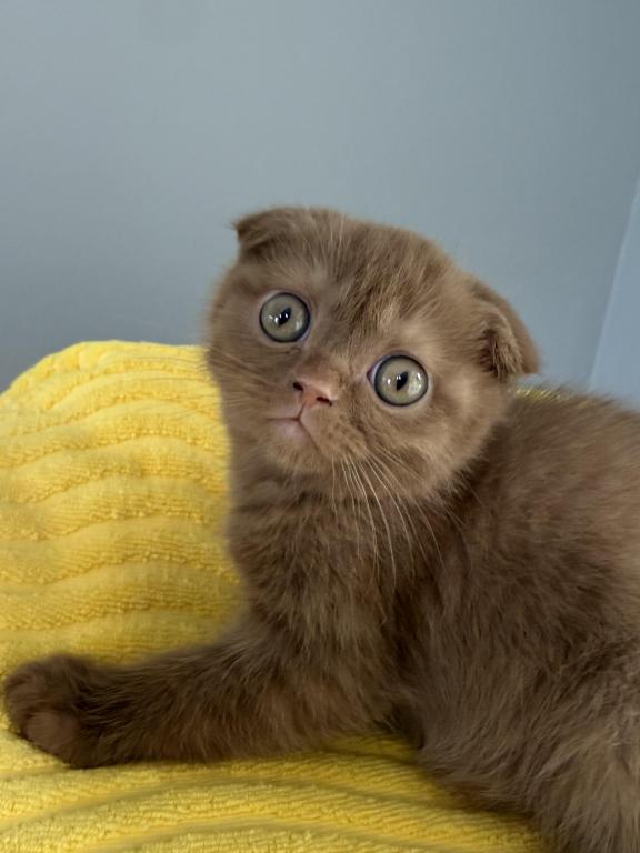 Beau Scottish Fold Cinnamon  Frmale photo 4