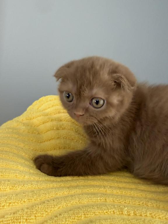 Beau Scottish Fold Cinnamon  Frmale photo 5