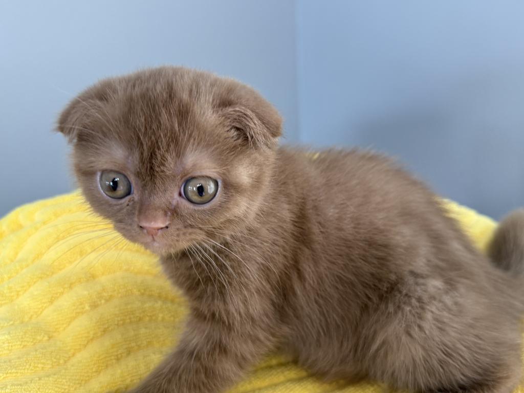 Beau Scottish Fold Cinnamon  Frmale photo 2