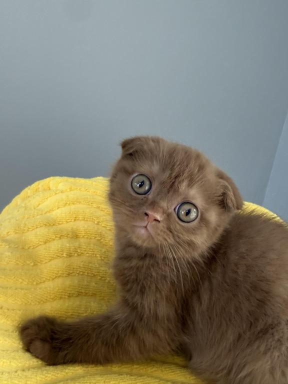 Beau Scottish Fold Cinnamon  Frmale photo 7