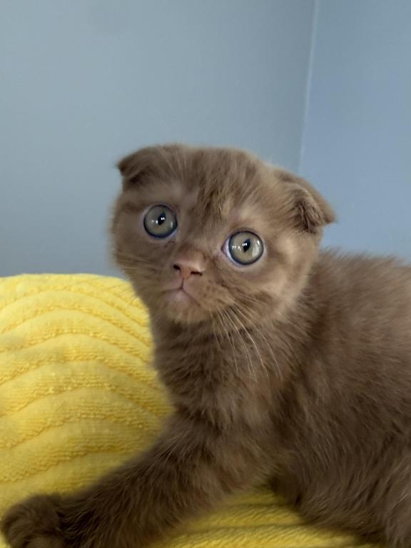Beau Scottish Fold Cinnamon  Frmale photo 3