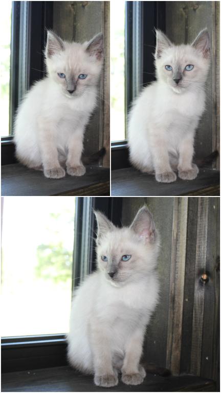 Precious