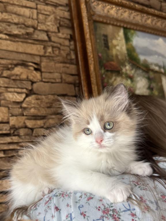 Female Kitty photo 1