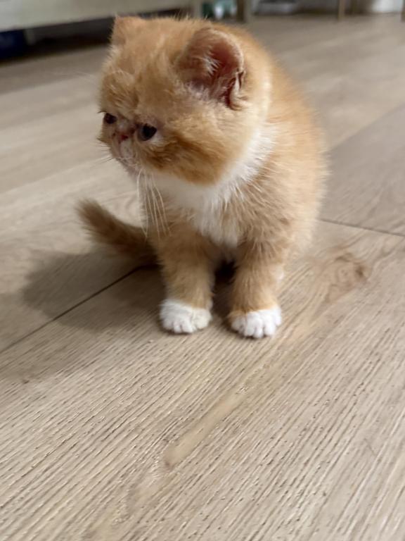 Exotic Shorthair Persian photo 2