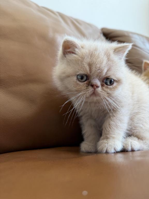 Exotic Shorthair Persian photo 5
