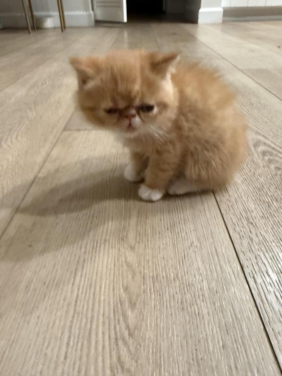 Exotic Shorthair Persian photo 3