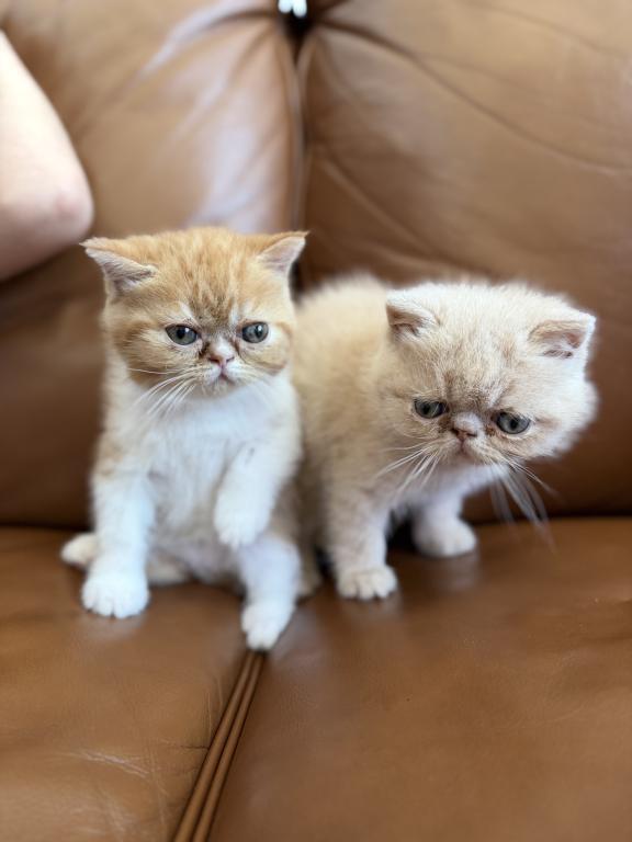 Exotic Shorthair Persian photo 7