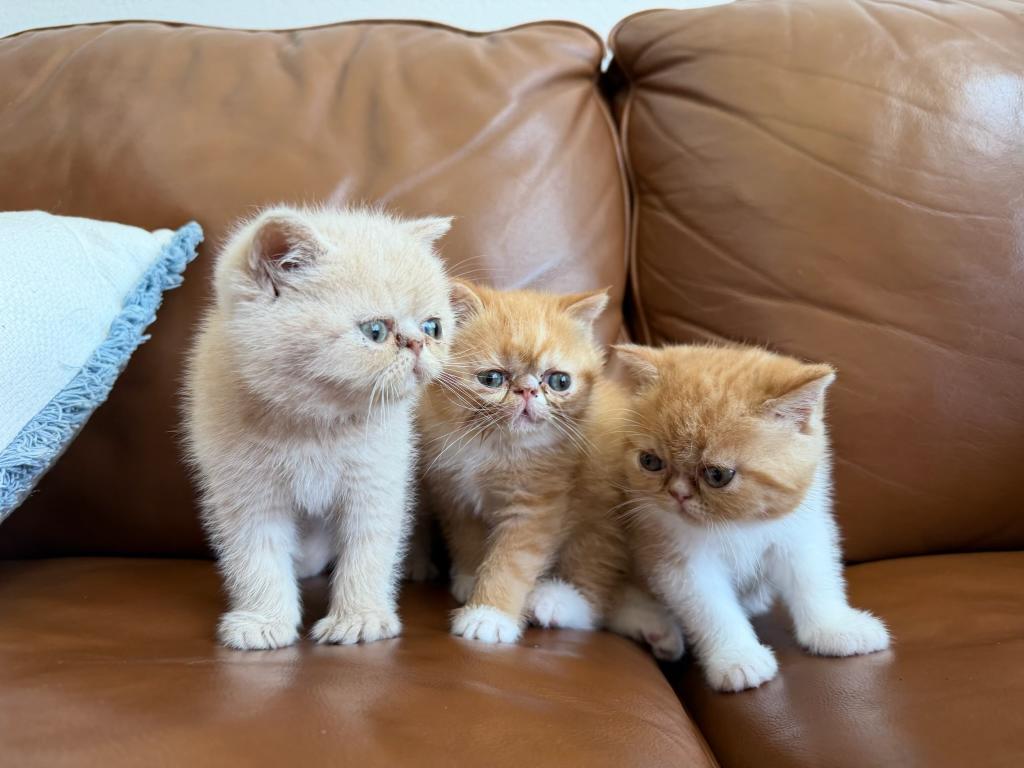 Exotic Shorthair Persian photo 1