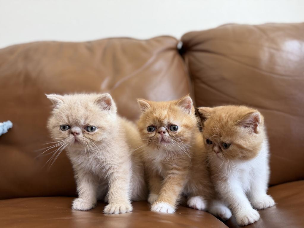 Exotic Shorthair Persian photo 6