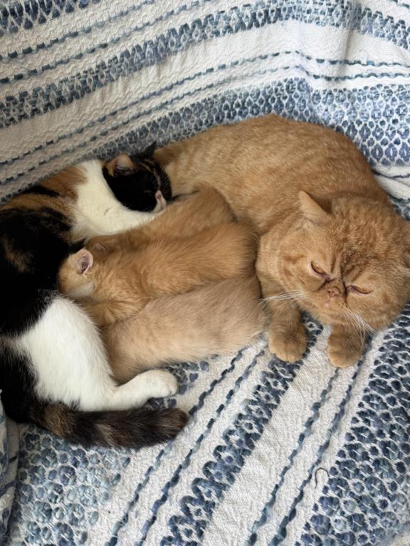 Exotic Shorthair Persian photo 4