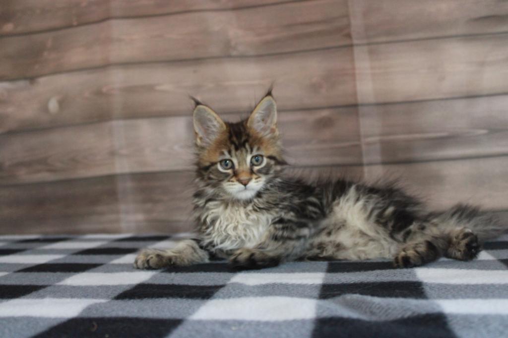 Tiger      Gone Home photo 3