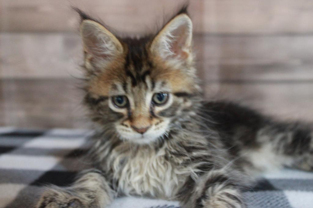 Tiger      Gone Home photo 2