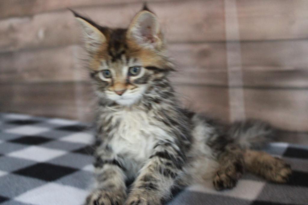 Tiger      Gone Home photo 1