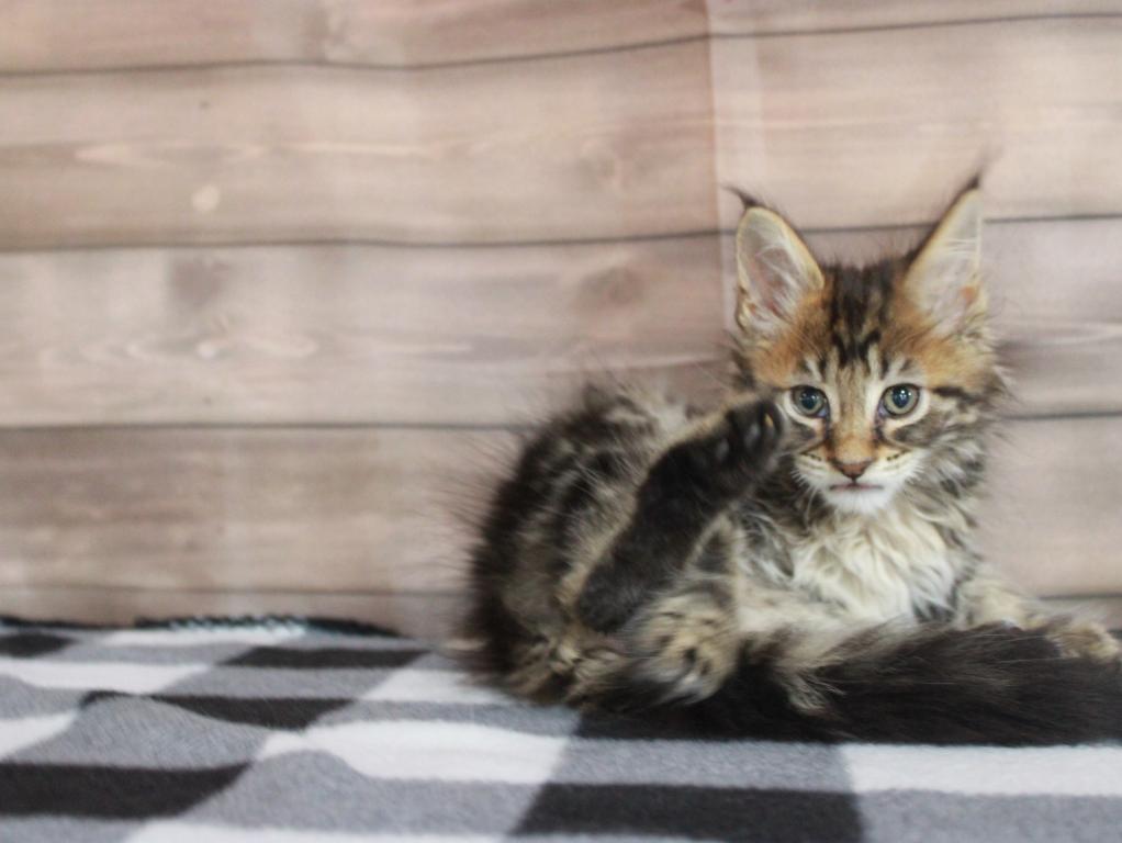 Tiger      Gone Home photo 4