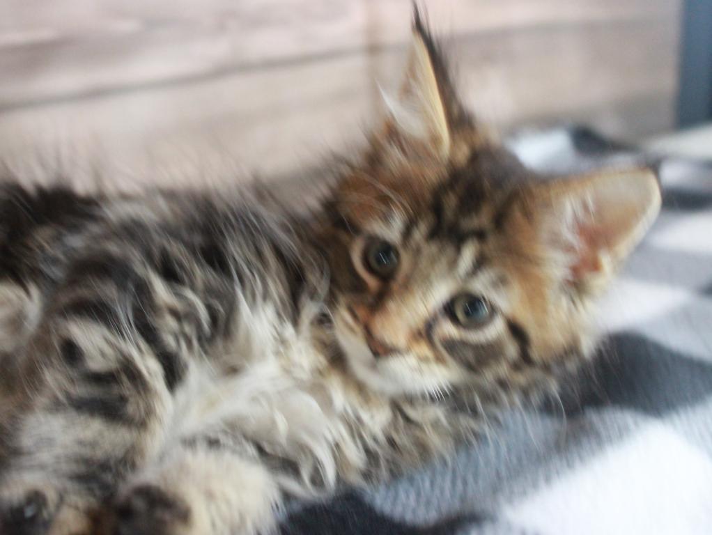 Tiger      Gone Home photo 5