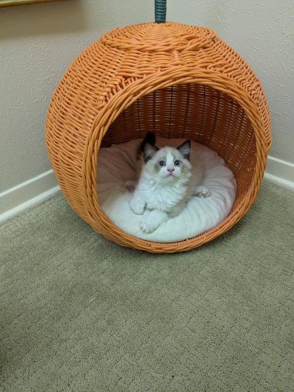 TICA Bicolor Ragdoll Kittens photo 2