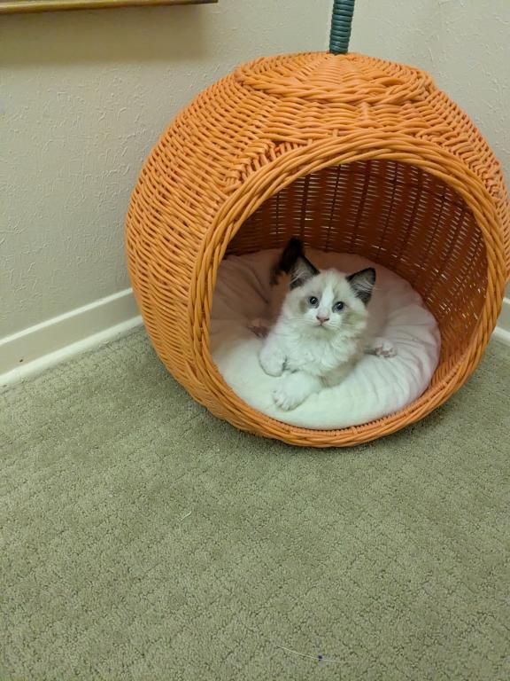 TICA Bicolor Ragdoll Kittens