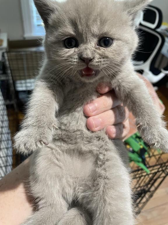 Kitten 5 photo 2