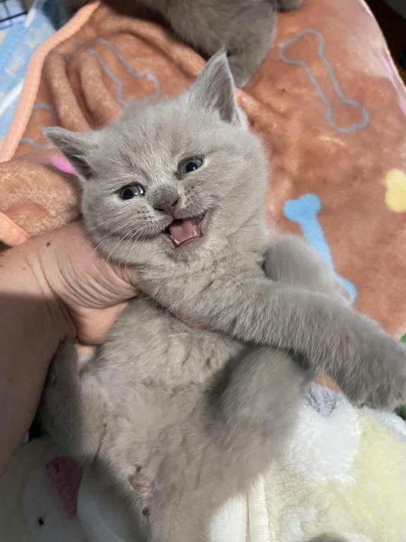 Kitten 5 photo 1