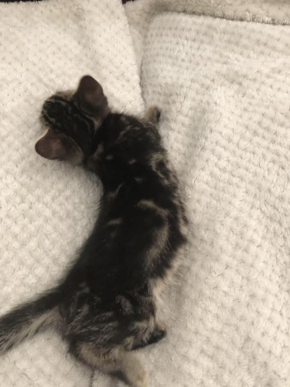 Tutu A Sweet Bengal photo 2