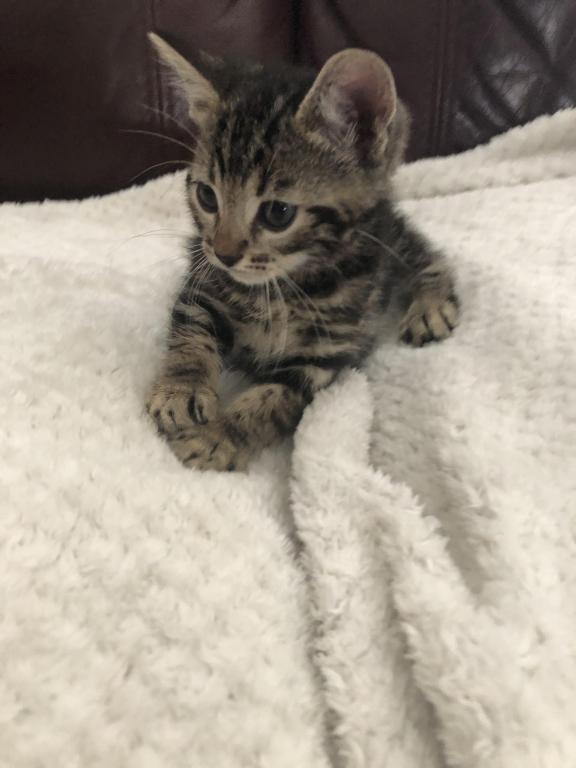 Tutu A Sweet Bengal photo 1