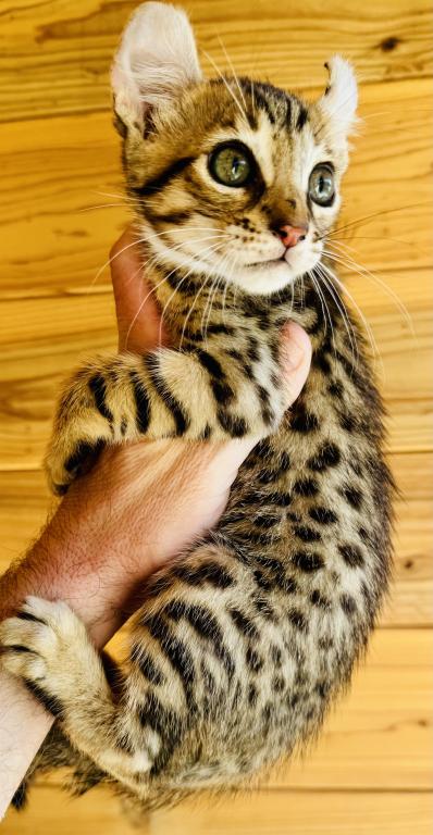 F2 Sweet Mix Kitten photo 2