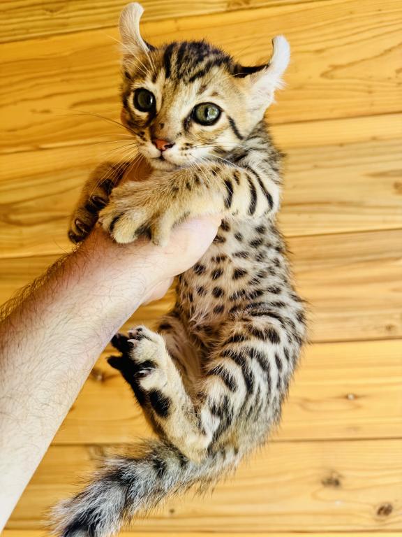 F2 Sweet Mix Kitten photo 1