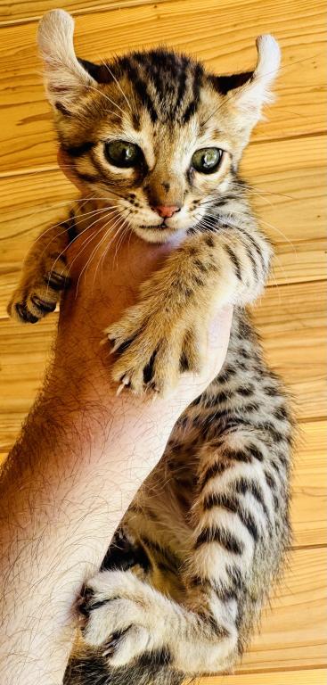 F2 Sweet Mix Kitten photo 3