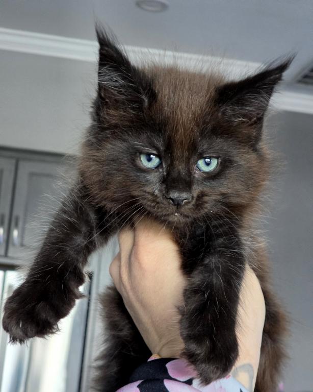 Onyx