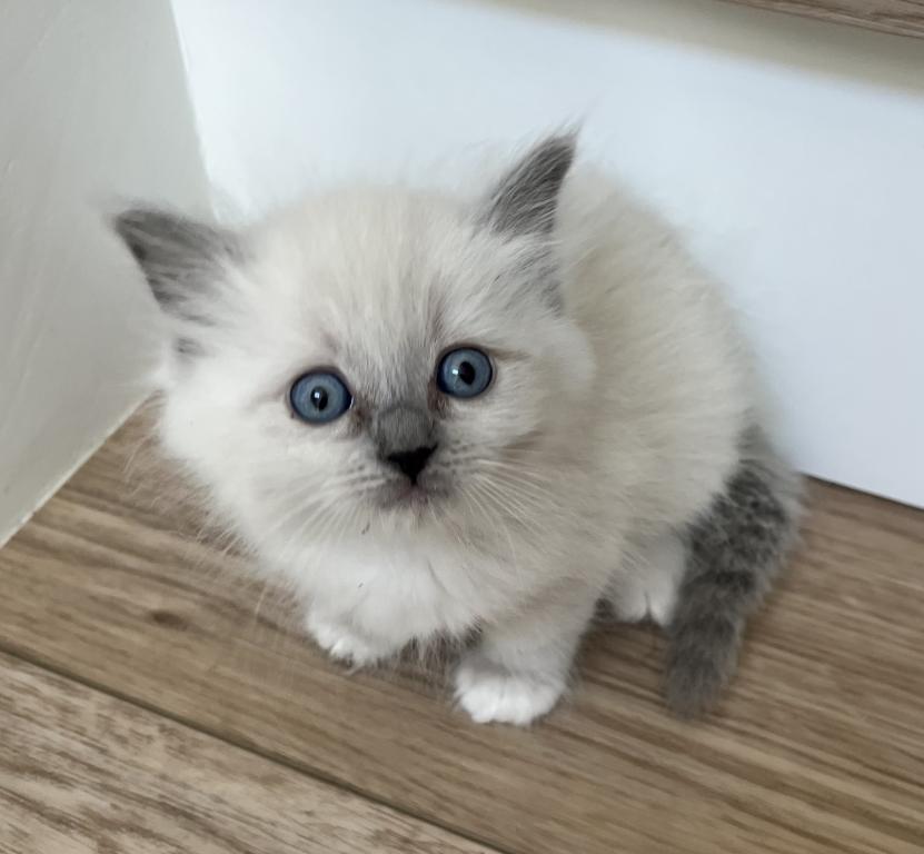 Blue Point Ragdoll Girl photo 3