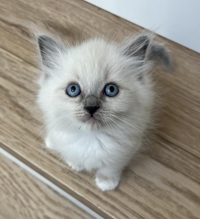 Blue Point Ragdoll Girl photo 2