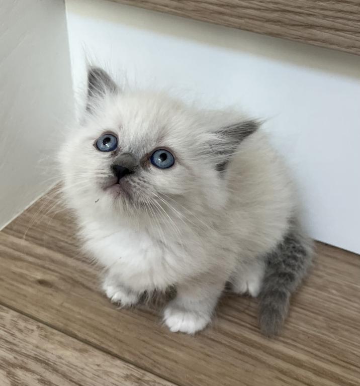 Blue Point Ragdoll Girl