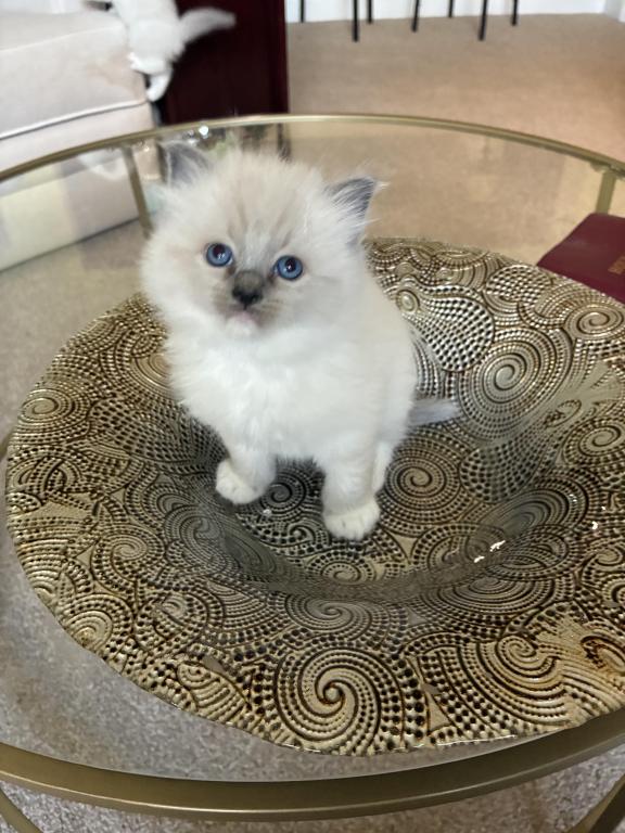 Meet My Sweet Mo And His Sister's photo 13