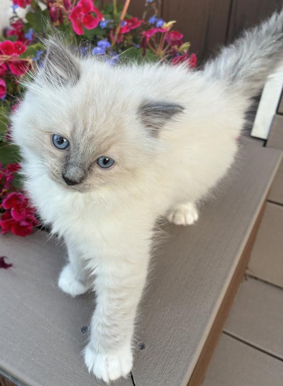Meet My Sweet Mo And His Sister's photo 2