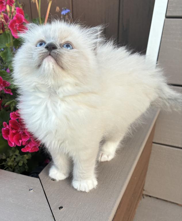 Meet My Sweet Mo And His Sister's photo 4