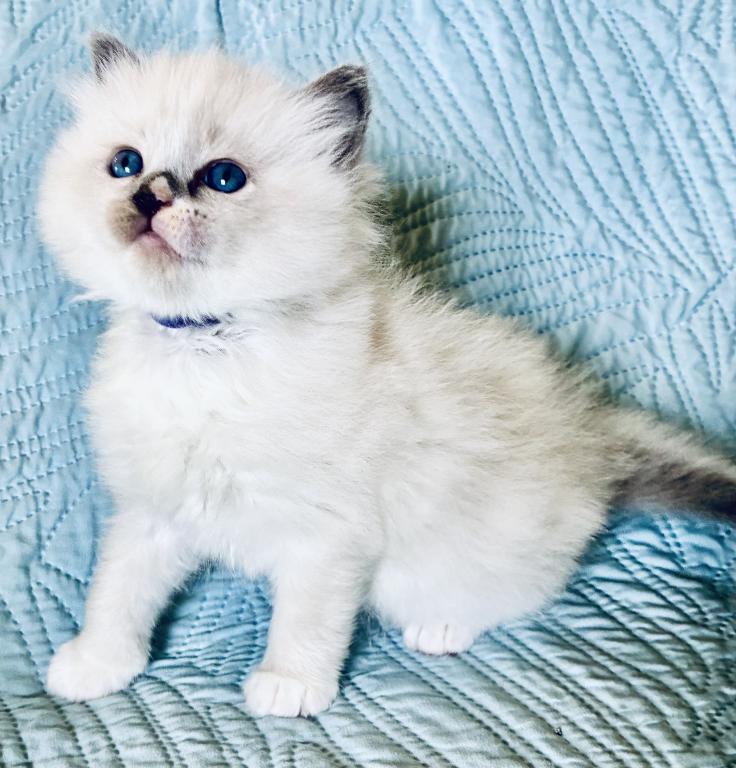 Meet My Sweet Mo And His Sister's photo 22