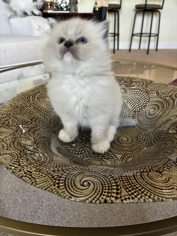 Meet My Sweet Mo And His Sister's photo 17
